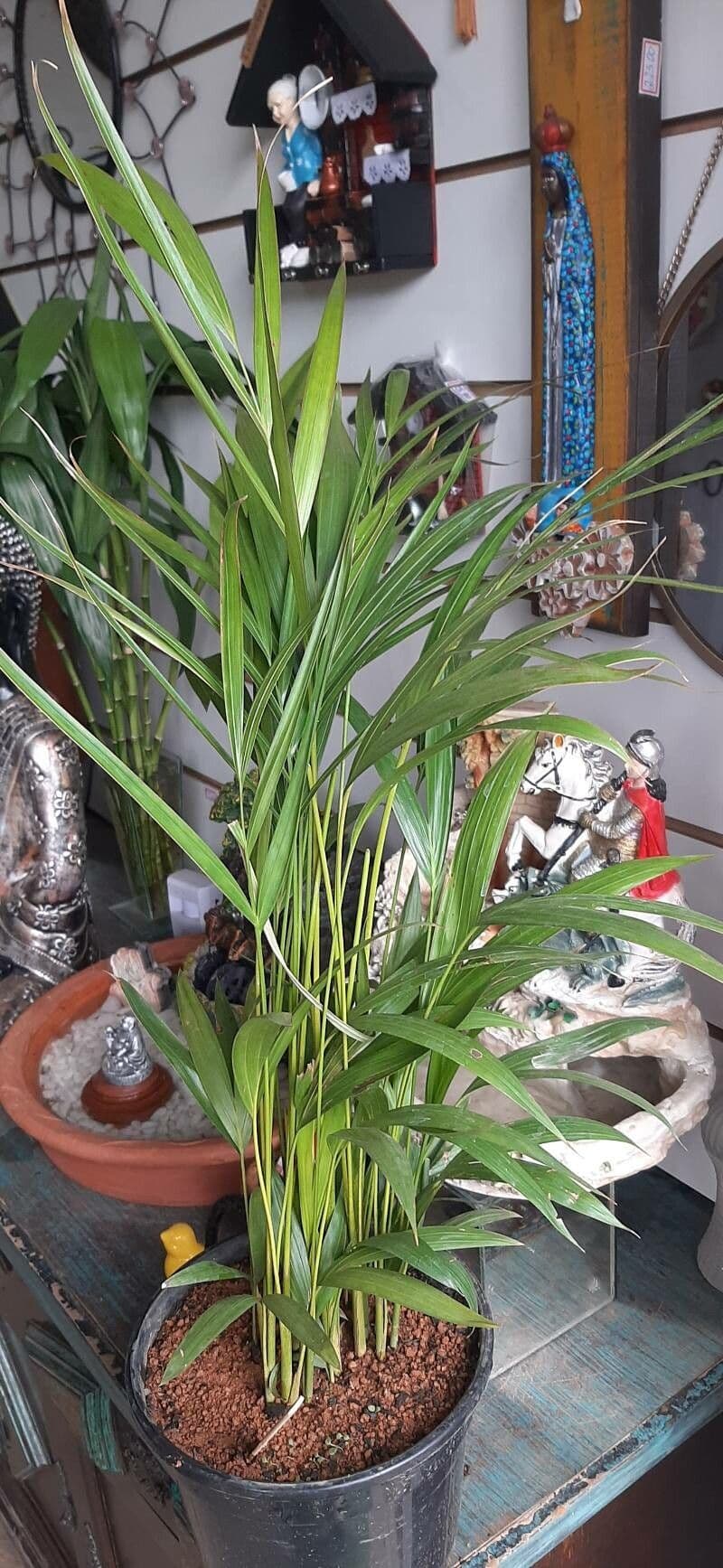 Areca dorée 26