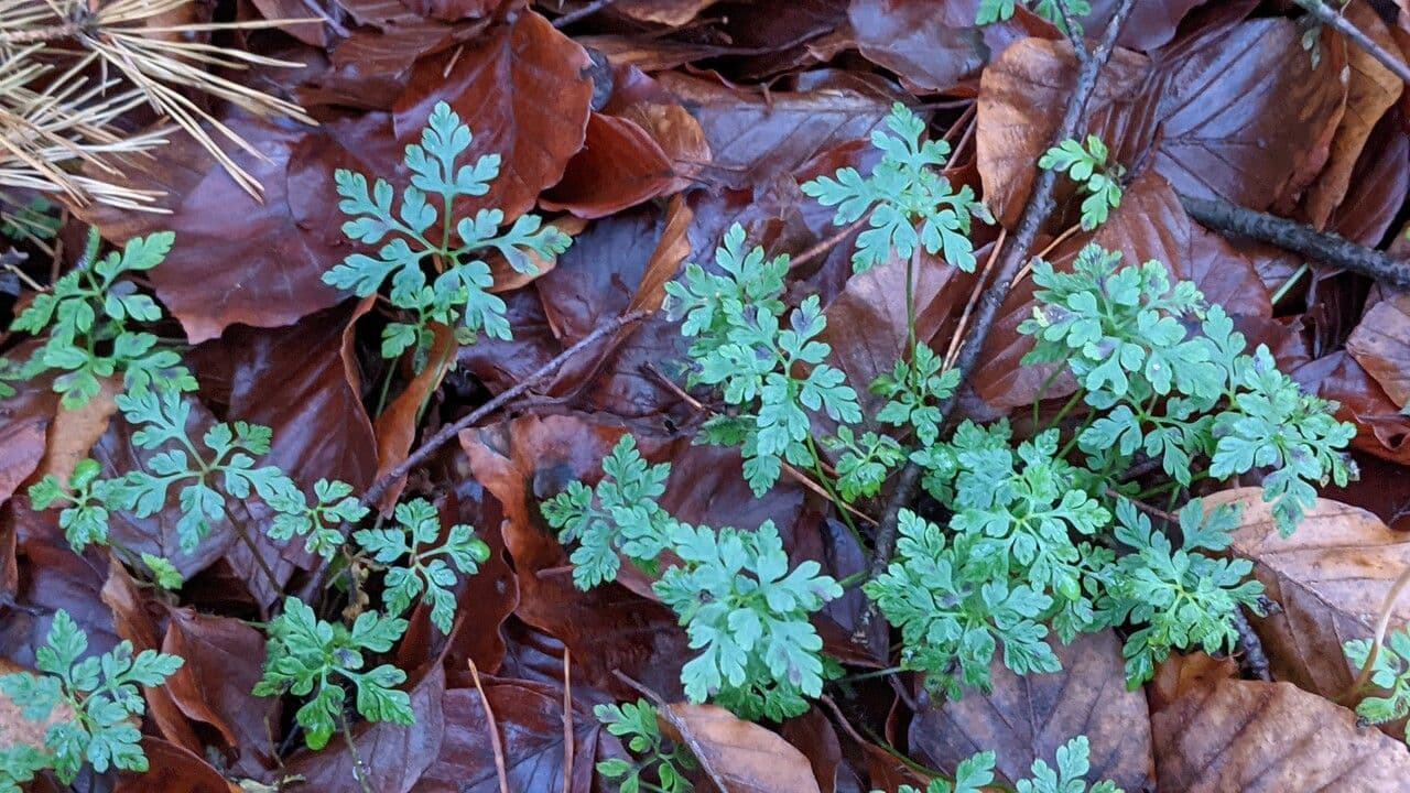 Ruprechtskraut 11
