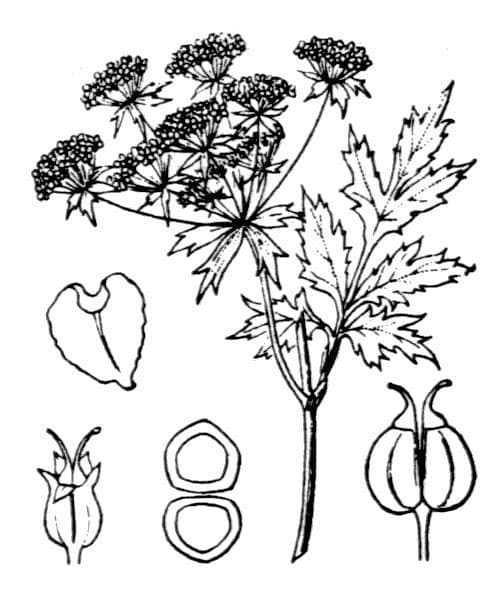 Berula 27