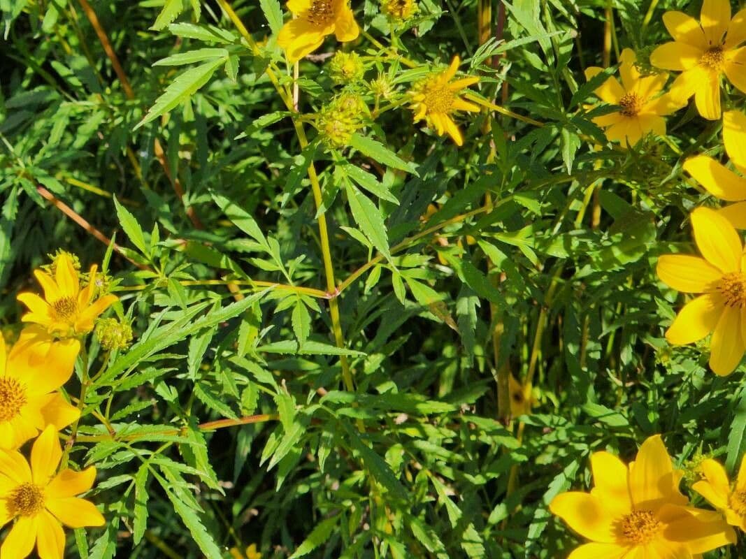 Bidens 8