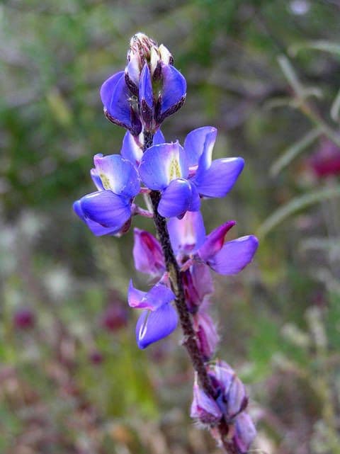 Łubin Coultera 6
