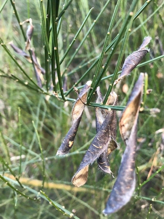 Ginestra irta 2