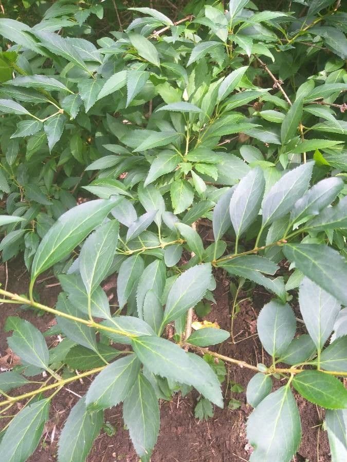 Forsythia pendula 16