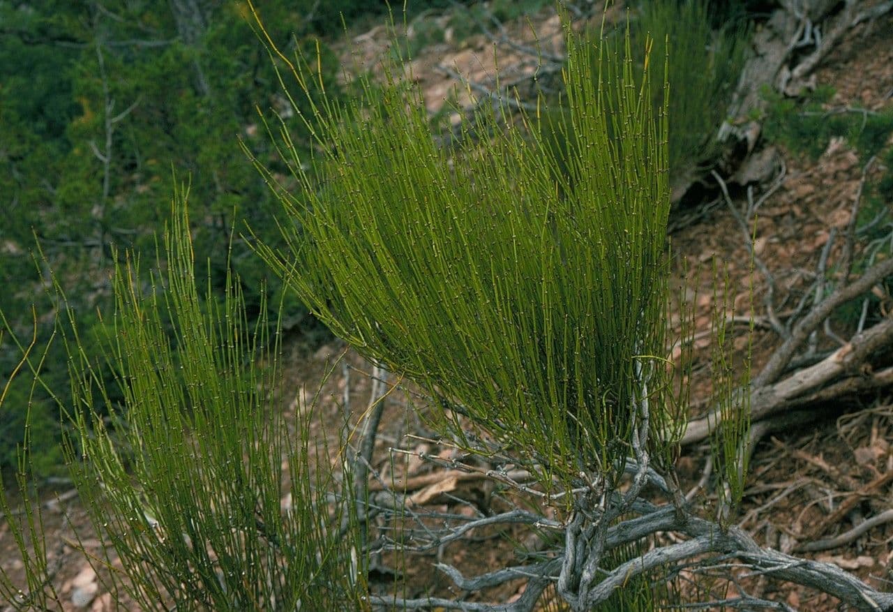 Efedra zelená 14