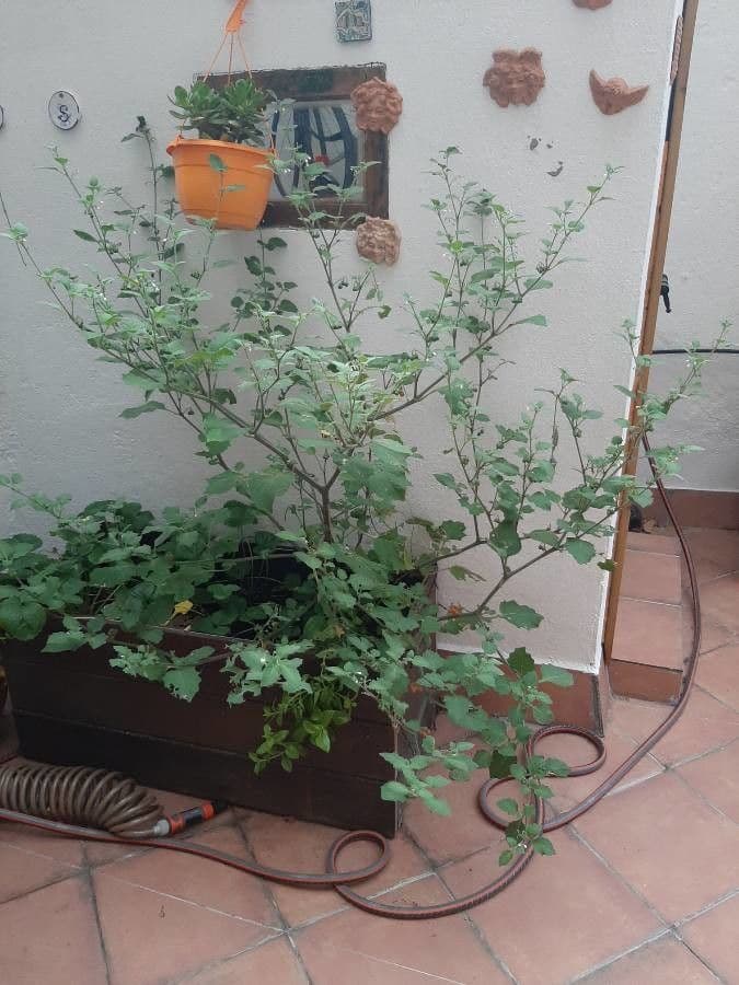 Solanum villosum 11