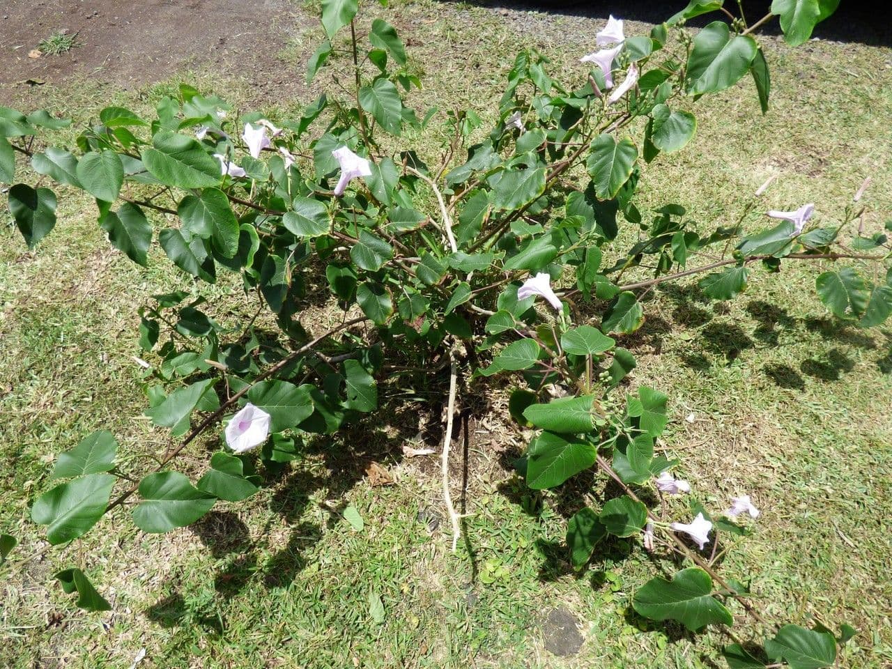 Ipomea carnosa 10