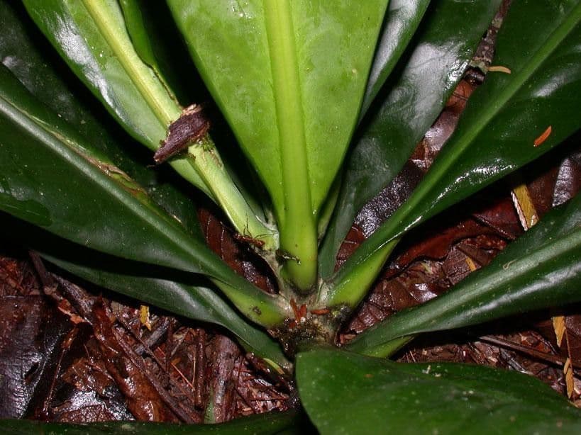 Potalia turbinata 15