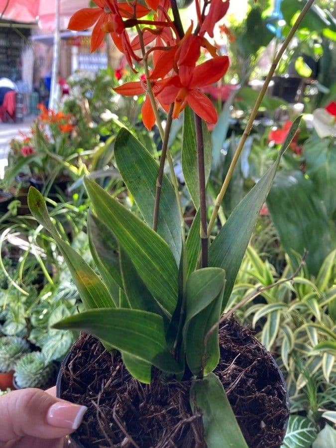 Prosthechea vitellina 8