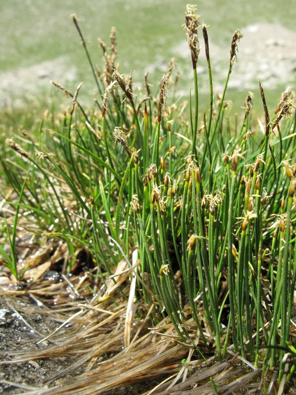 Giunco compressa 10