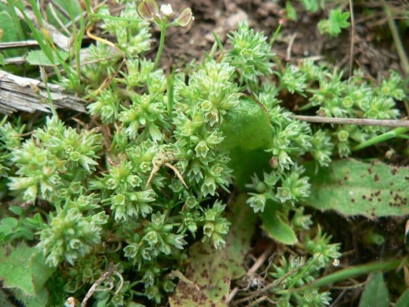 Centonchio annuale 9