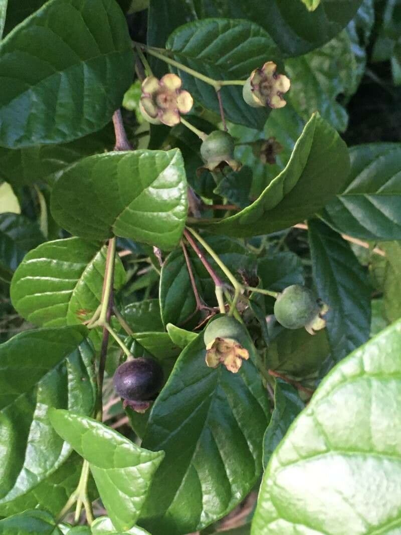 Campomanesia