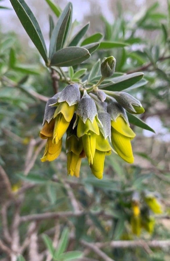 Anagyris fetida 8