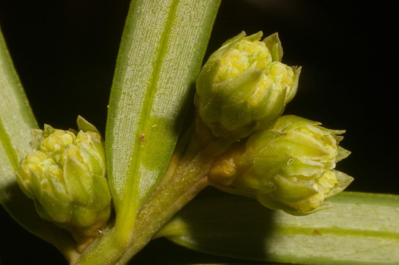 Obszarowca 6