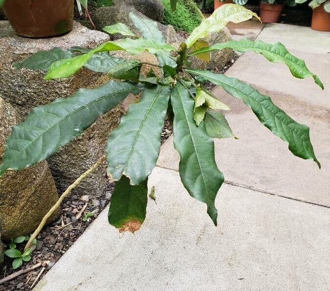 Dalechampia 7