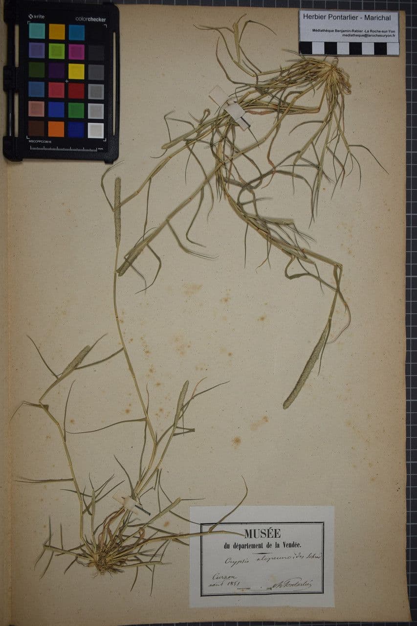 Sporobolus 26