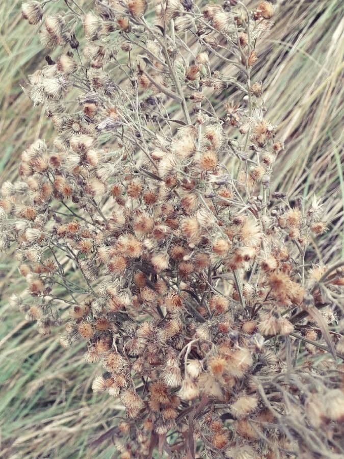 Coniza 5