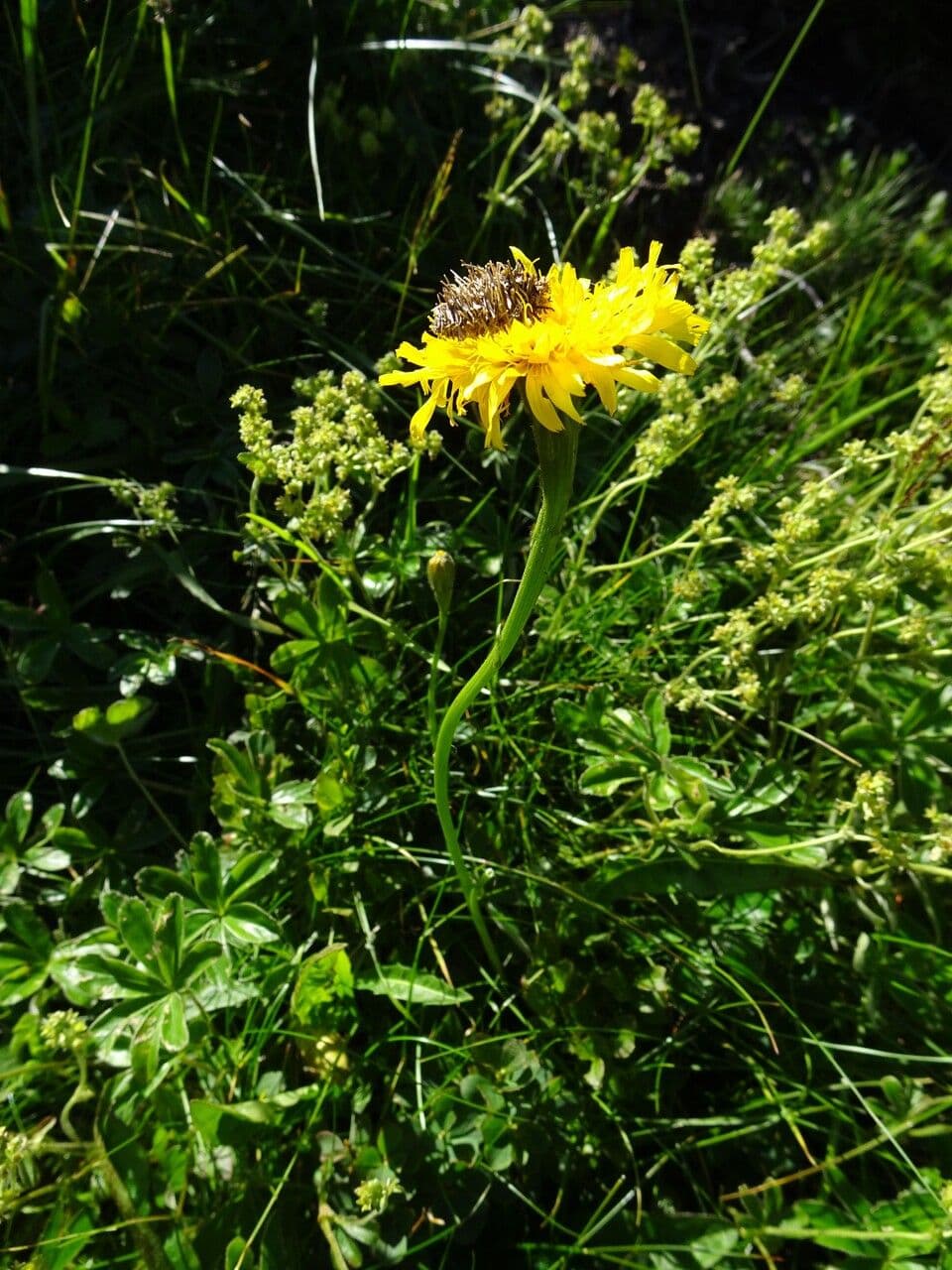 Crepis conyzifolia 15