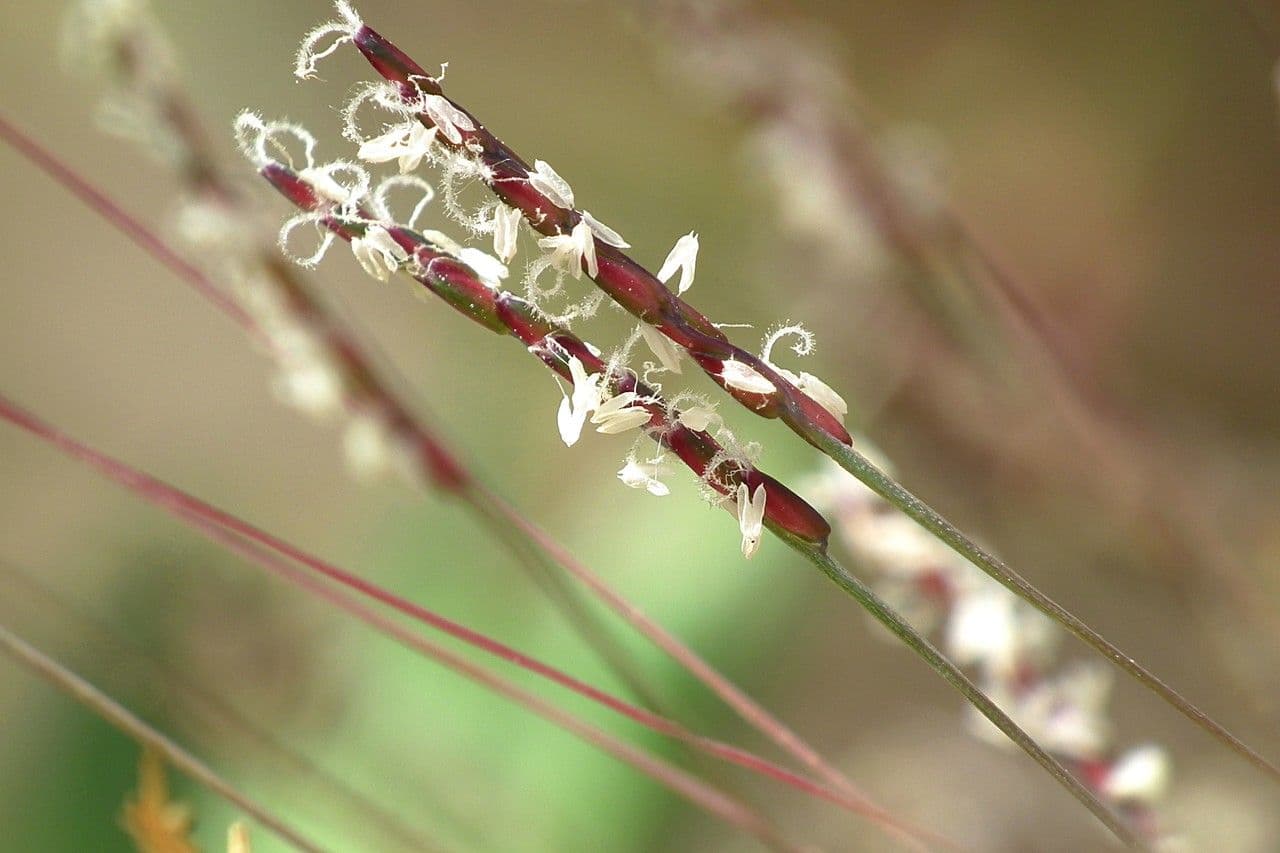 Mibora minima 10