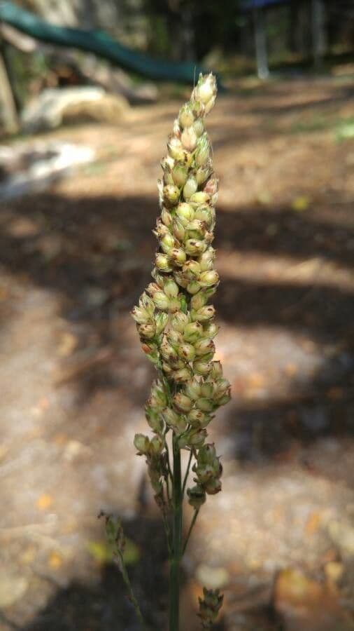 Sorgo
