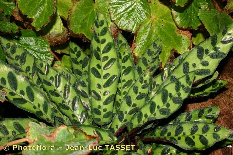 Goeppertia insignis 17