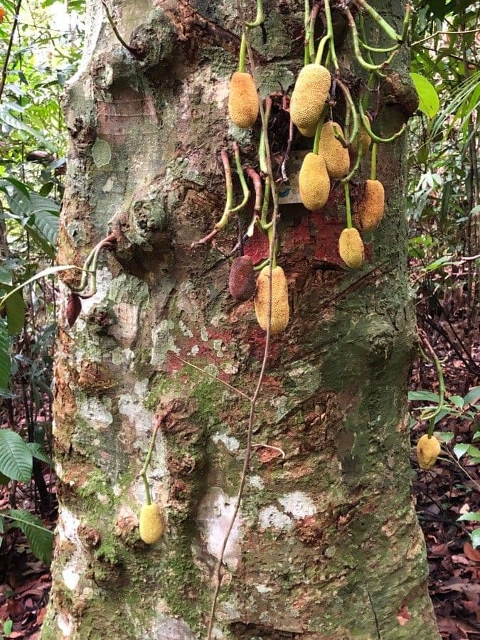 Jackfruit 15