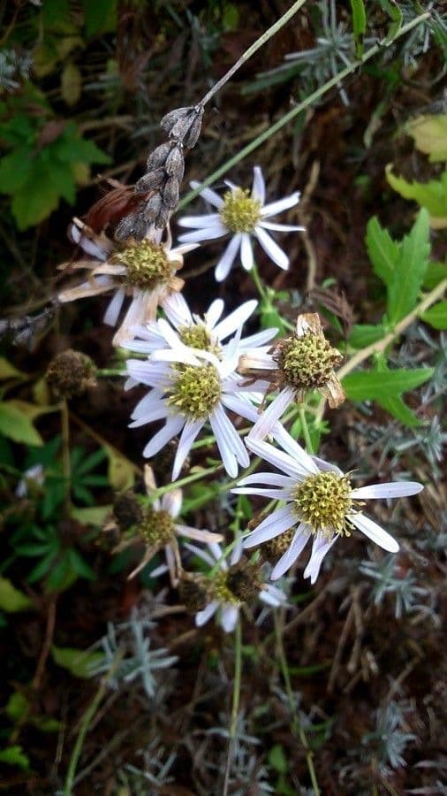 Aster lanceolato 11