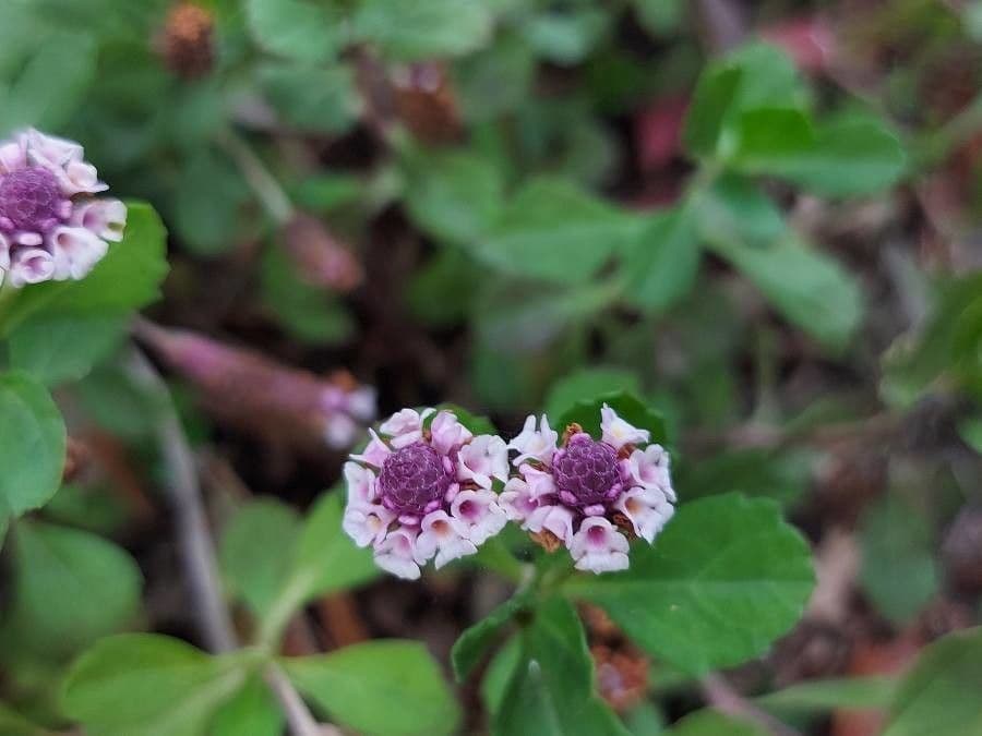Fila nodiflora 5