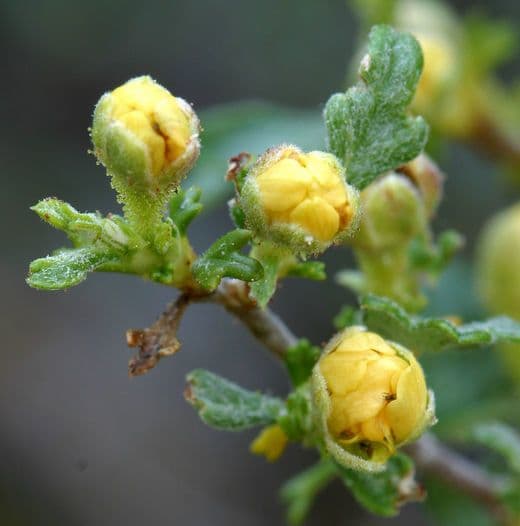Purshia tridentata 3