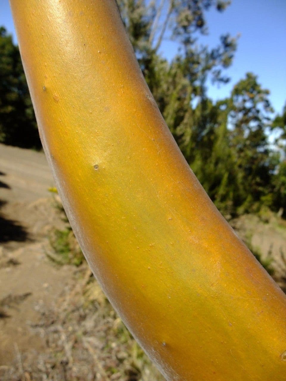 Albero di fragole 21