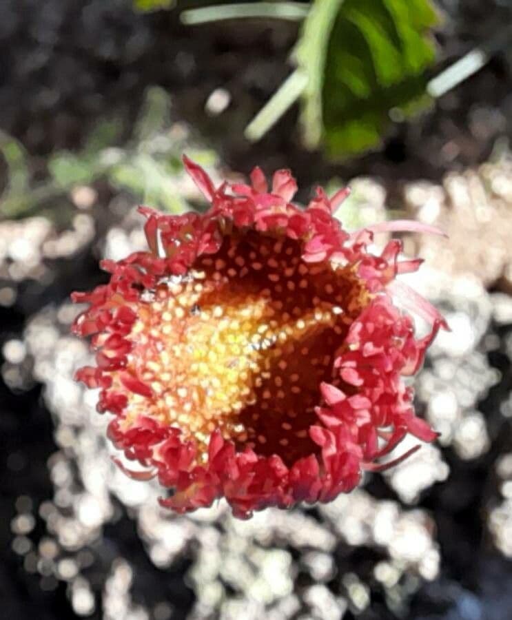 Hysterionica 5