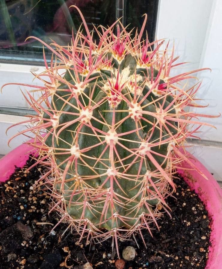 Feroctus 4