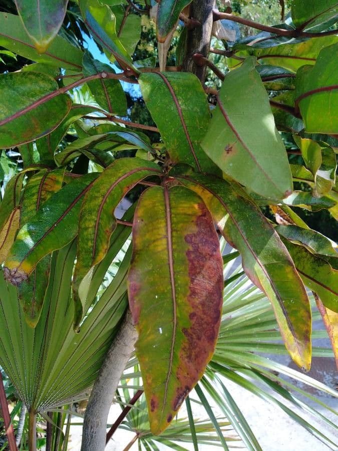 Polyscias 18