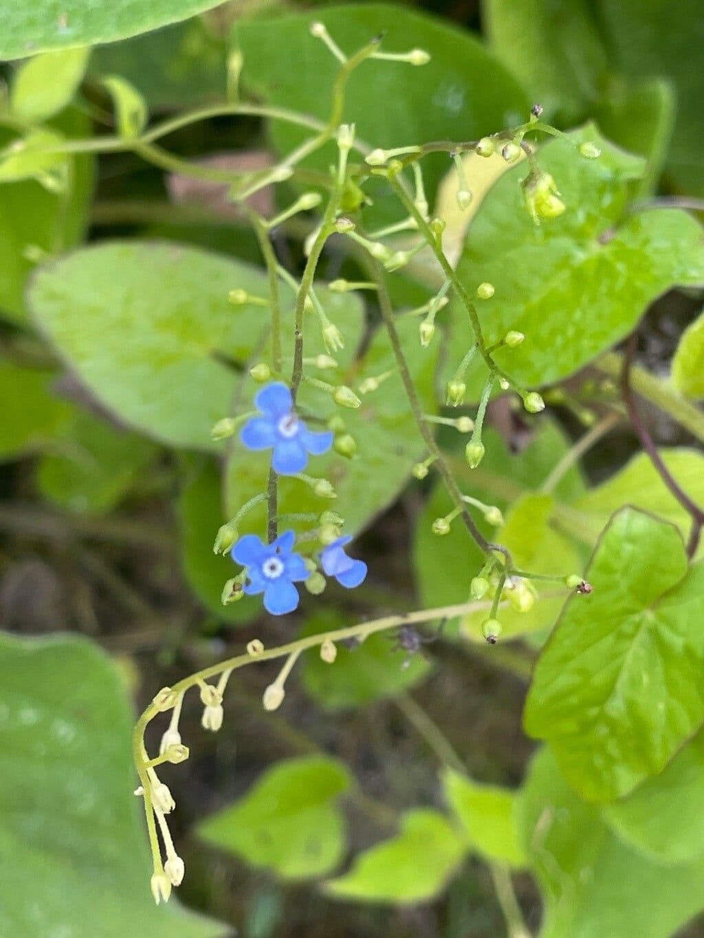 Buglossoide orientale 5