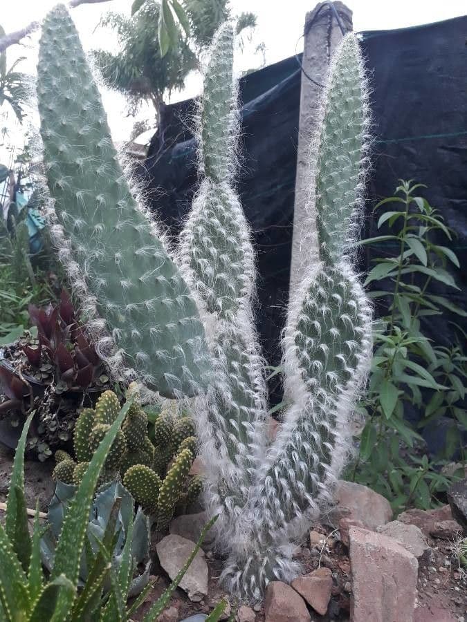 Opuntia pilifera 15
