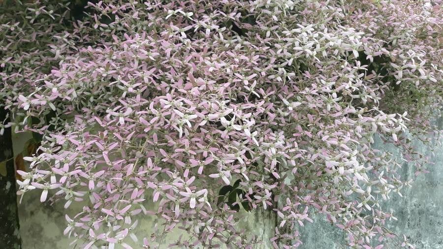 Congea tomentosa 19