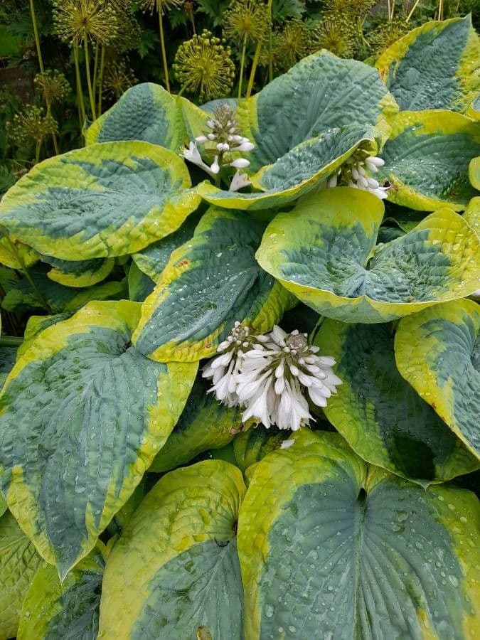 Hosta 4