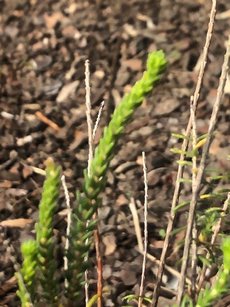 Wrzos cerintoides 8