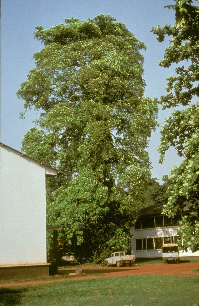 Alstonia 3