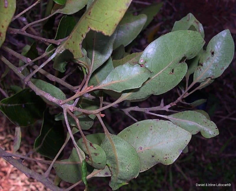 Sleumerodendron 6