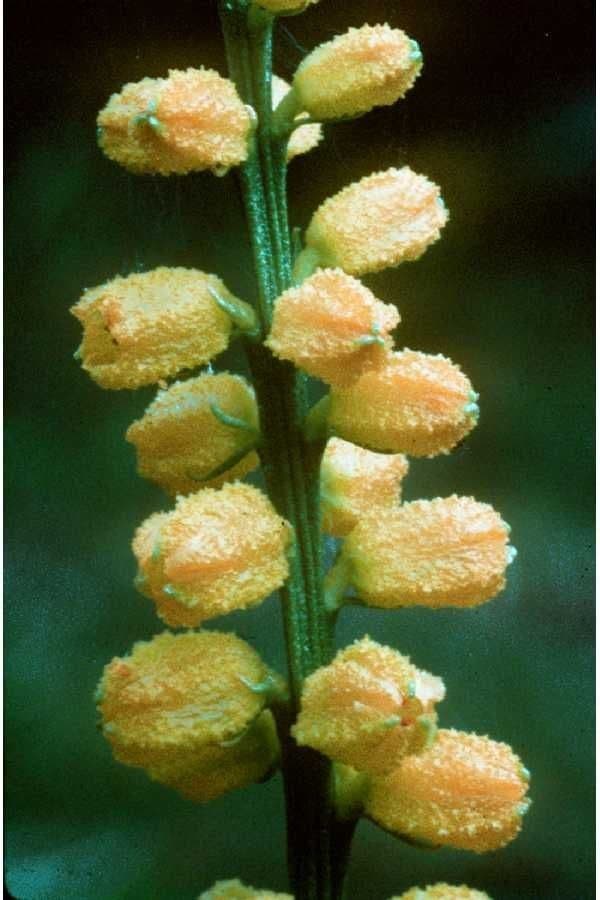 Aletris aurea 2