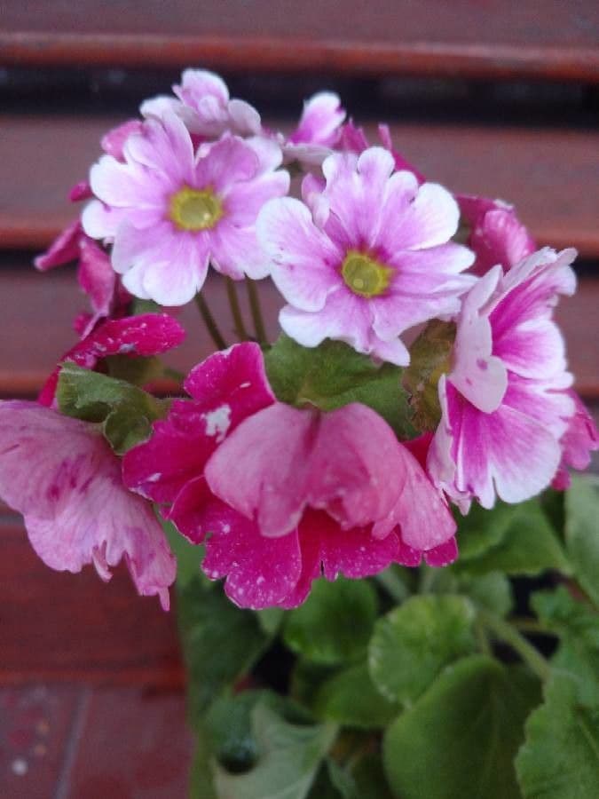 Primula 2