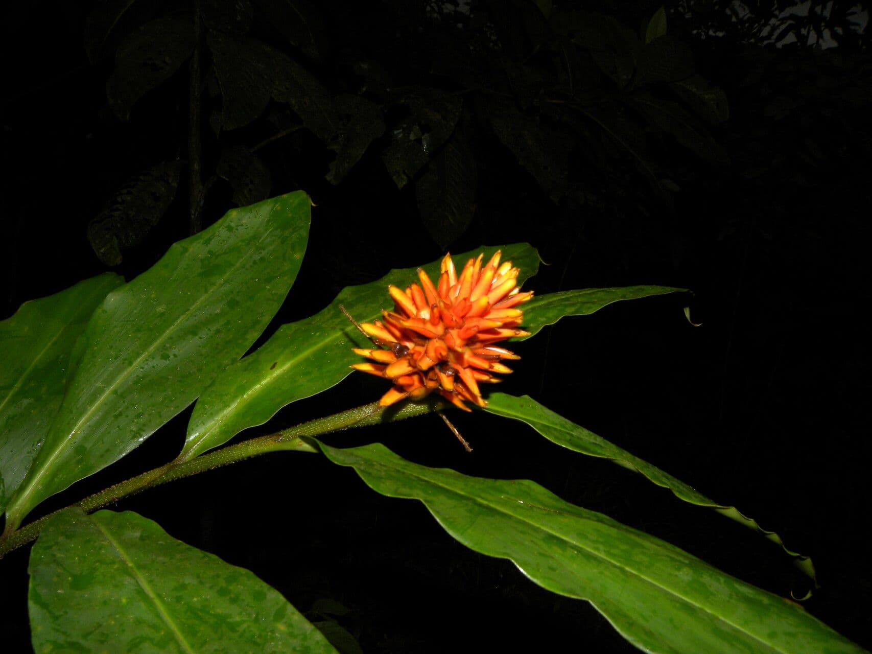 Renealmia pendula 7