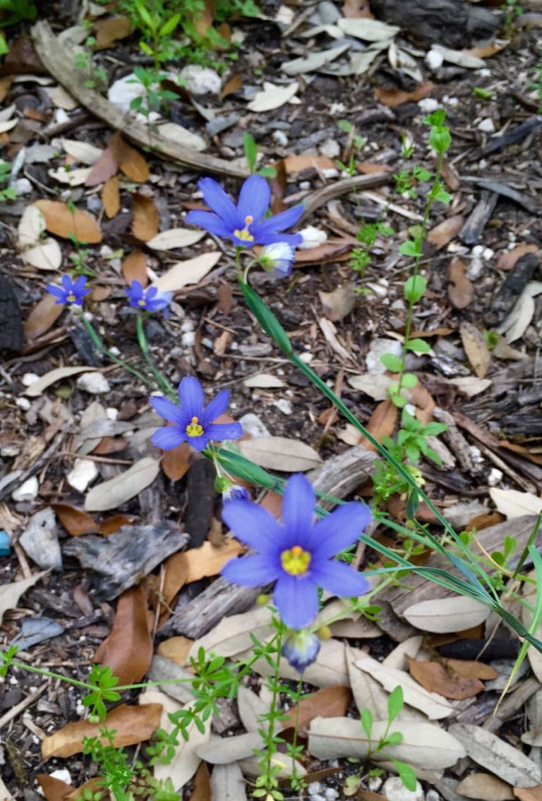 Blaublüten 8