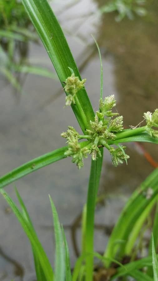 Zigolo difforme 6