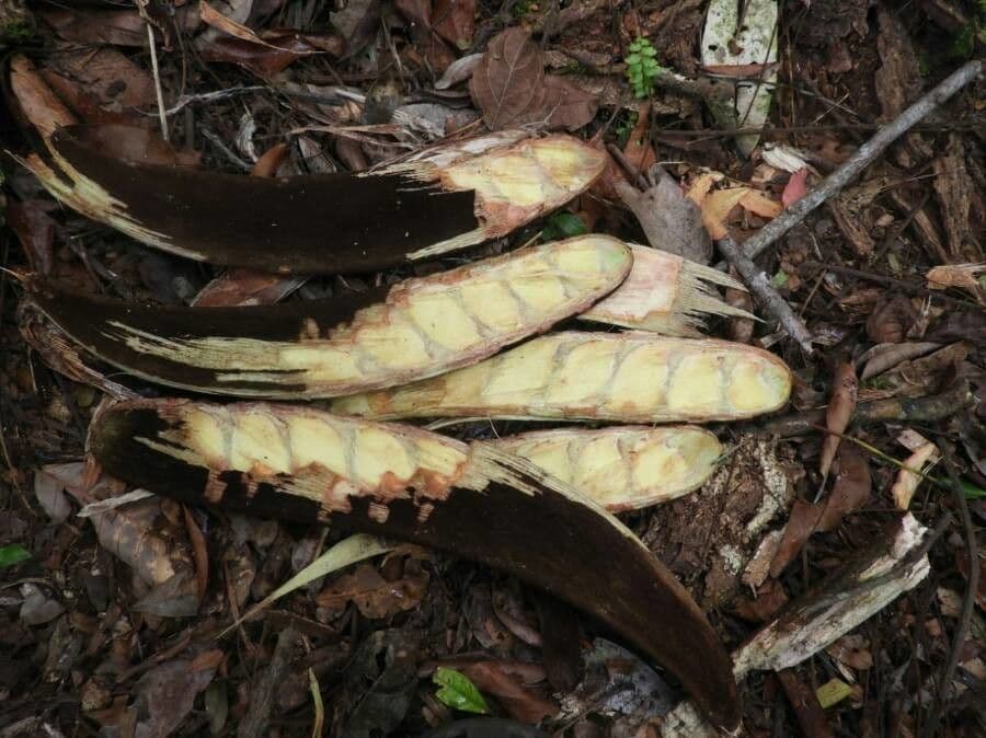 Pentaclethra 2