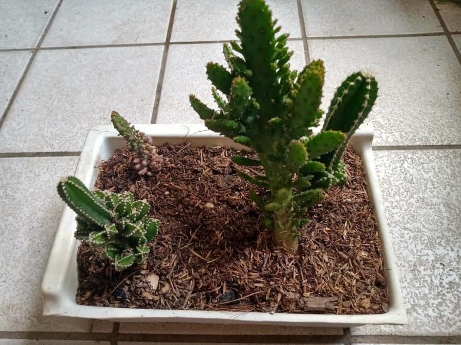 Opuncja Monacantha 26