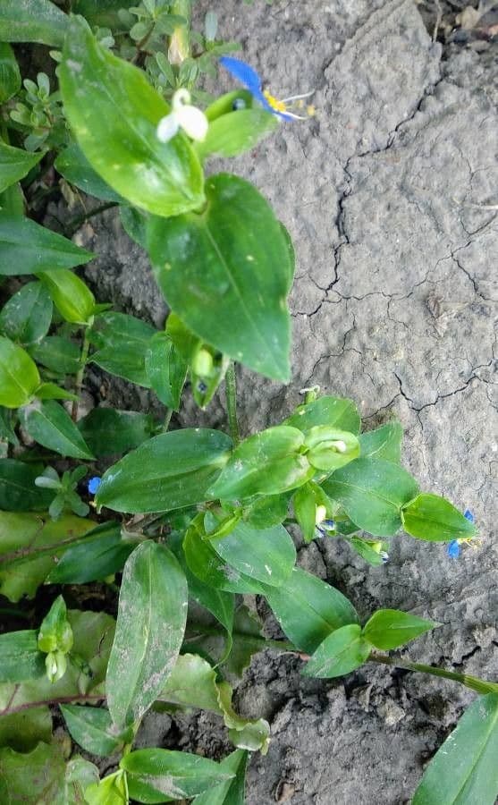 Commelina comune 14