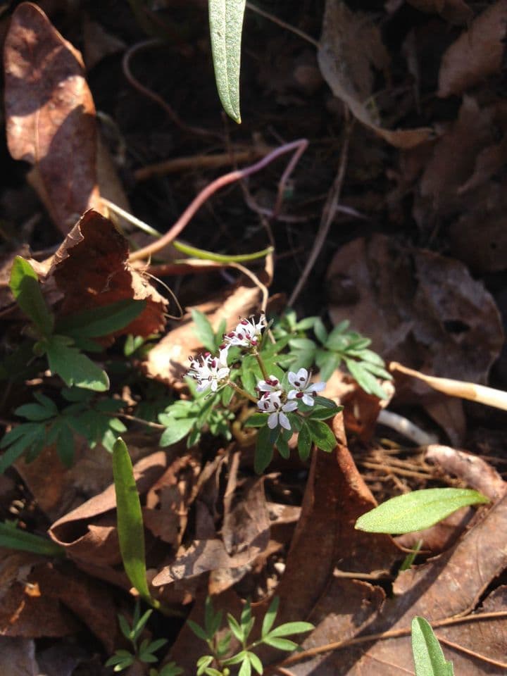 Erigenia bulbosa 7