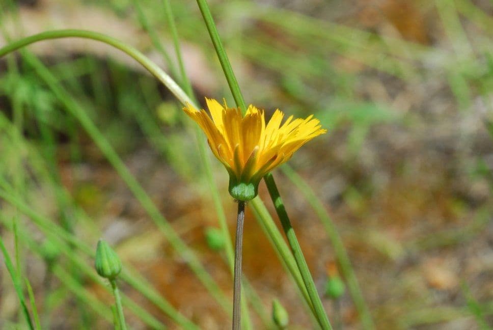 Krigia dandelion 4