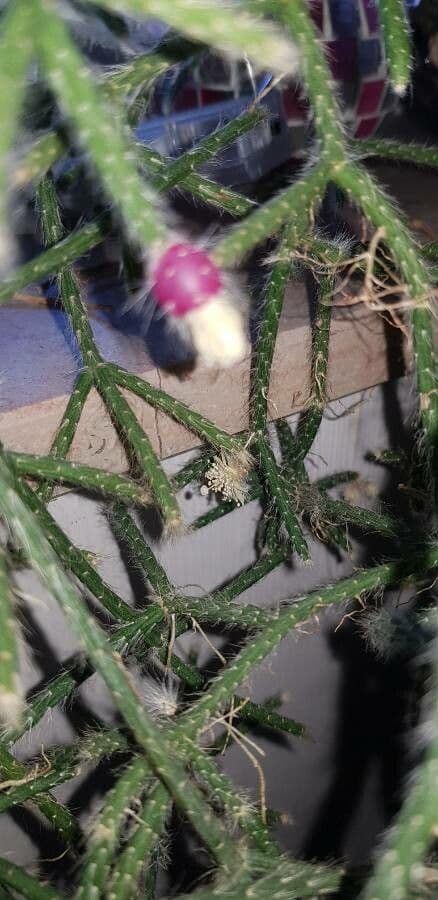 Rhipsalis 5